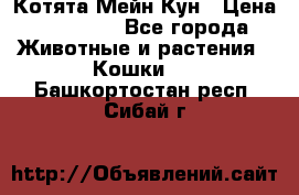 Котята Мейн Кун › Цена ­ 15 000 - Все города Животные и растения » Кошки   . Башкортостан респ.,Сибай г.